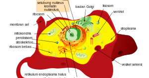 Gambar Sel Hewan dan Keterangan ~ Tugas Galau