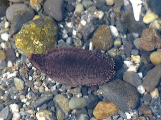 Concombre de mer - Holothurie 