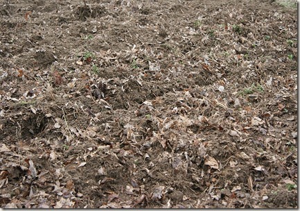 Leaves, garden