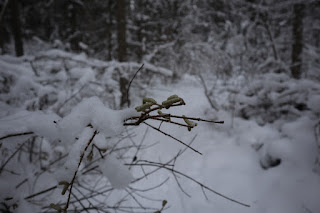 jäätunud urvad