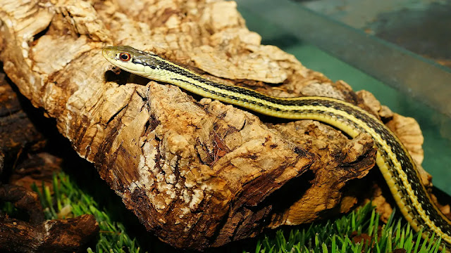 Garter Snake