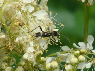 Chlorophorus (Humeromaculatus) figuratus DSC159248