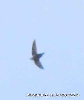 Chimney Swift