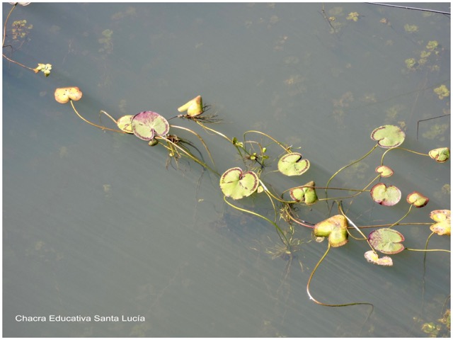 Plantas acuáticas en el lago de Villa Serrana - Chacra Educativa Santa Lucía