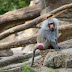 एक अनोखा बंदर बबुन मंकी- unique monkey baboon