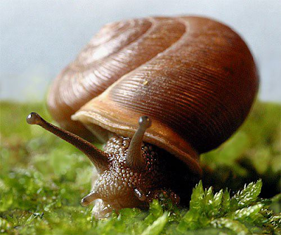 Snails Photo