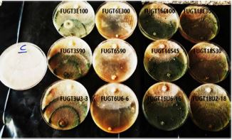 Induction and characterization of a cellulase overproducing mutant strains of Trichoderma harzianum