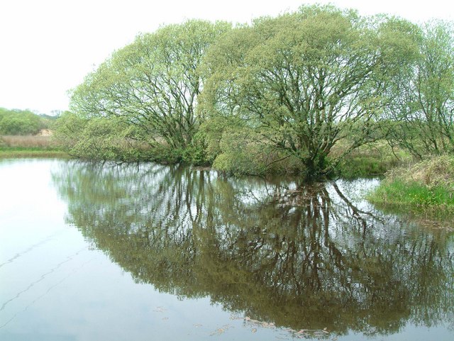 Reflections in a lake of two trees