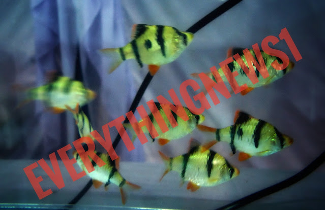 Breeding ornamental fish for beginners, the most important 30 pieces of information and advice