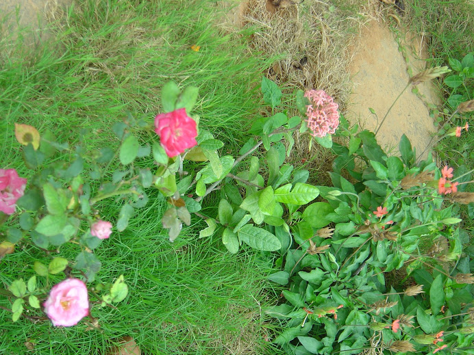 raama's arrows and mini roses