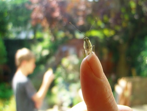 Vlinder op vinger kijkt je aan