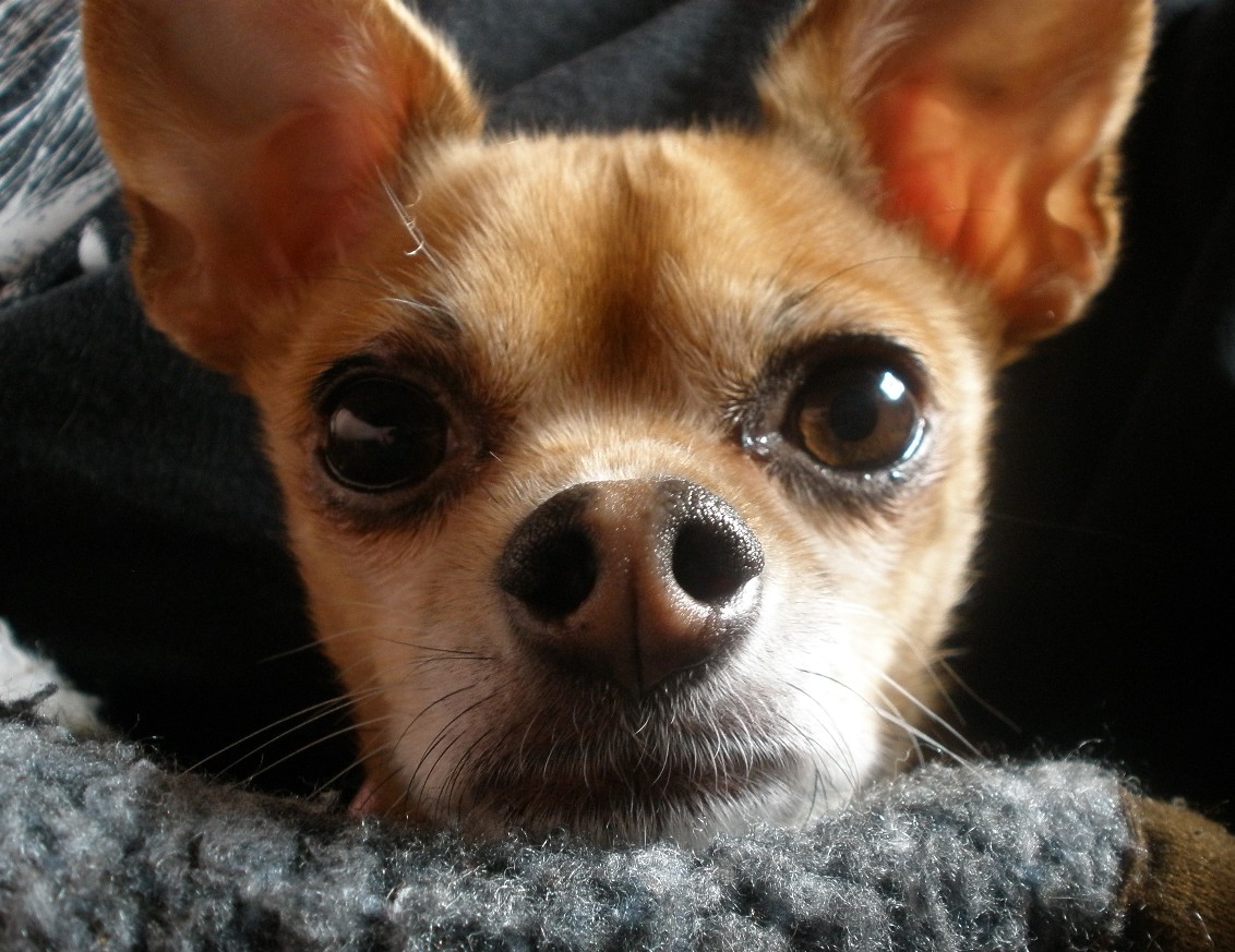 Light Brown Chihuahua