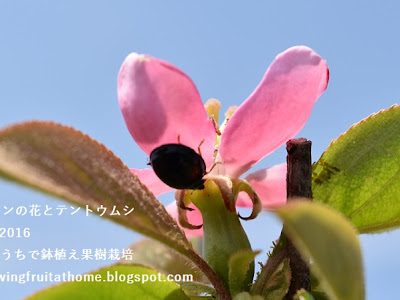 [10000ダウンロード済み√] ���リン 花 時期 244664-カリン 花 時期