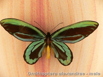 ornithoptera_alexandrae_male