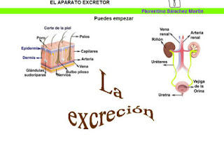 http://cplosangeles.juntaextremadura.net/web/edilim/tercer_ciclo/cmedio/las_funciones_vitales/la_funcion_de_nutricion/excrecion/el_aparato_excretor/el_aparato_excretor.html