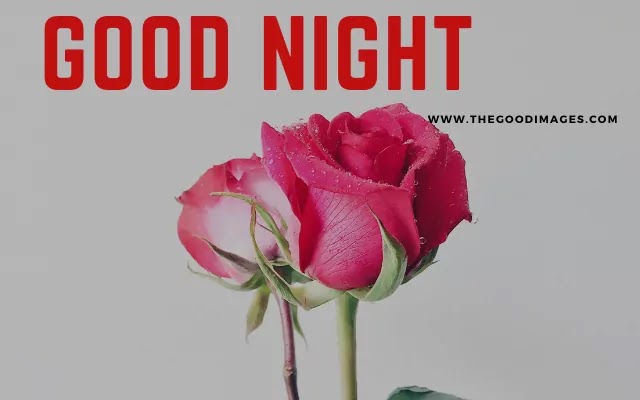 Good Night Image Rose