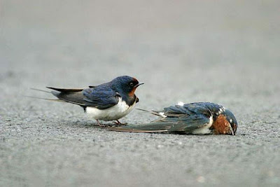 male bluebird finds mate dead