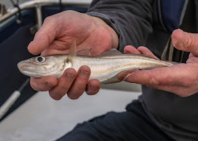 Photo of the small whiting Phil caught this trip