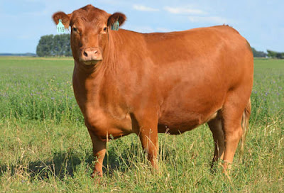 Raza Limangus