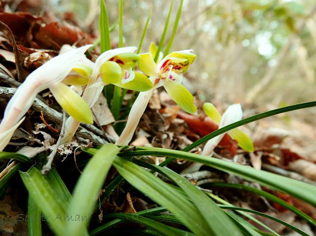 Cymbidium goeringii