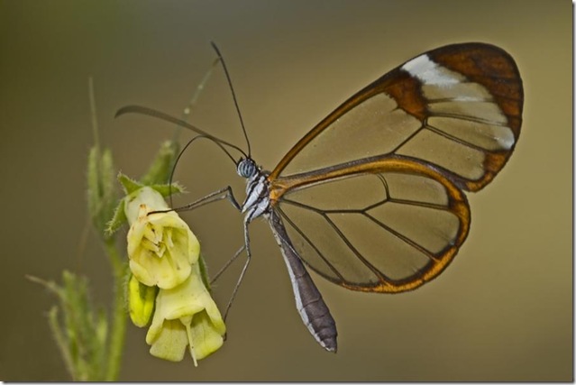 butterfly-3