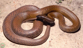 Inland taipan snake