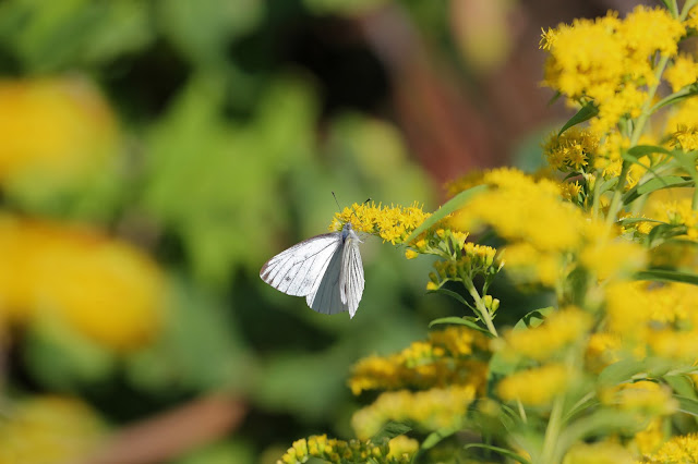 CANON EOS-1DX　EF100-400mm F4.5-5.6L IS USM　ISO:400　F:8　Tv:1/1000s