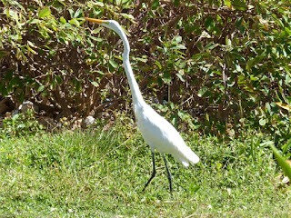 Ardea alba - Grande Aigrette