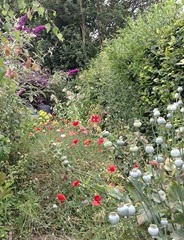 norma's wild garden