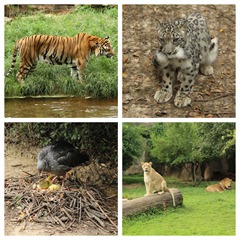 animals