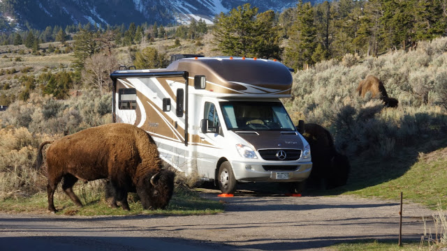 Mammoth Campground bizon