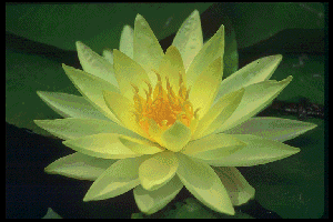 Lotus Flower Natural Image