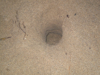 Green sea turtle (Chelonia mydas) clutch napping, Golfina huevos de tortuga, nido roto 푸른 바다 거북 둥지 알 도둑 