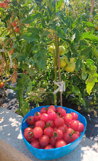 Tomato harvest at lunch time