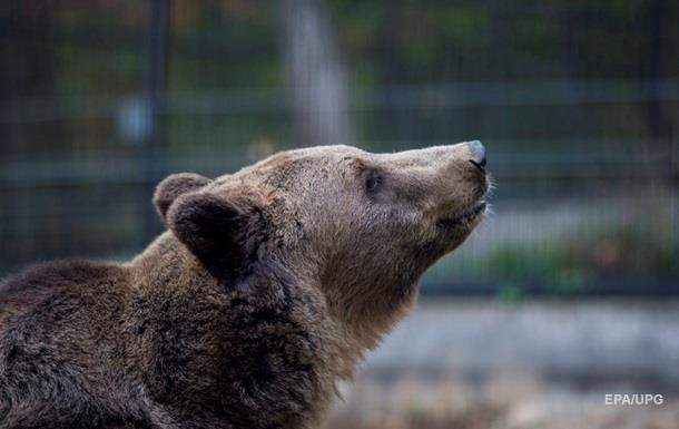 У Сибіру чоловік відкусив ведмедю язика