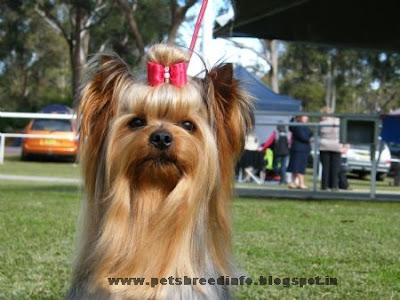 Australian Yorkshire Terrier Dog HD Wallpapers Free Download