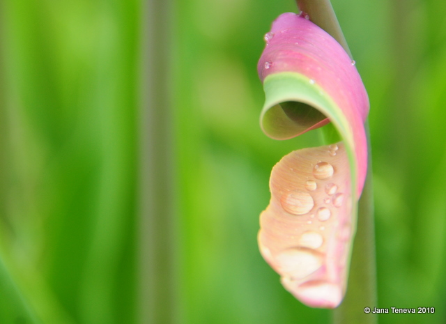 Tulip holland rain drop