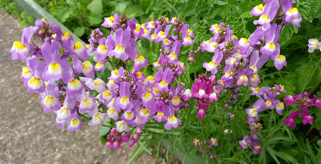 Purple flowers