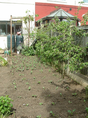 Short rows of kohl rabi seedlings in a garden with espalier fruit trees