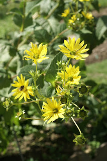 Silphe perfolié - Silphium perfoliatum - Plante bain d'oiseau 