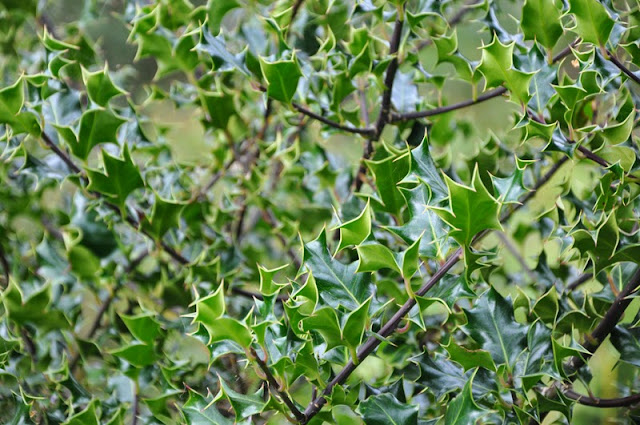 Irland 2014 - Tag 4 | Muckross House & Wanderung um den Muckross Lake