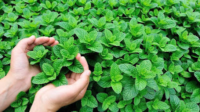 Manfaat Daun Mint yang Harus Kita Ketahui Untuk Kesehatan