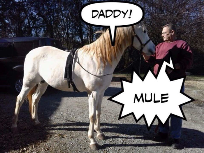 Meet Tango, The Hilariously Stupid Horse That Has Gone Viral