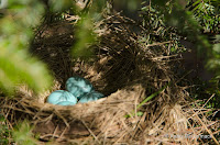 American robin nest with eggs, PEI, Canada, by Kathy McCormack