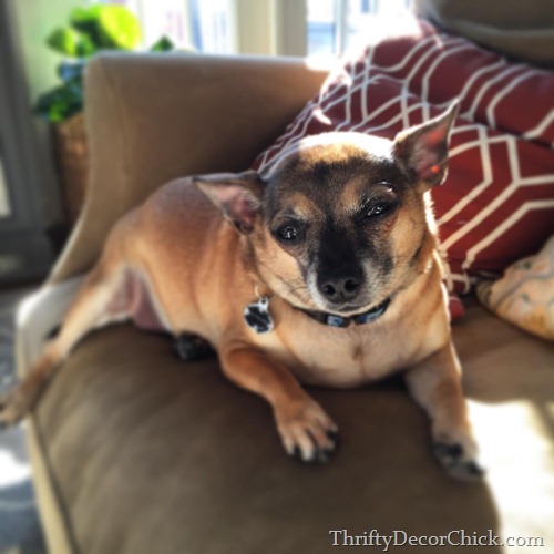 chihuahua rat terrier