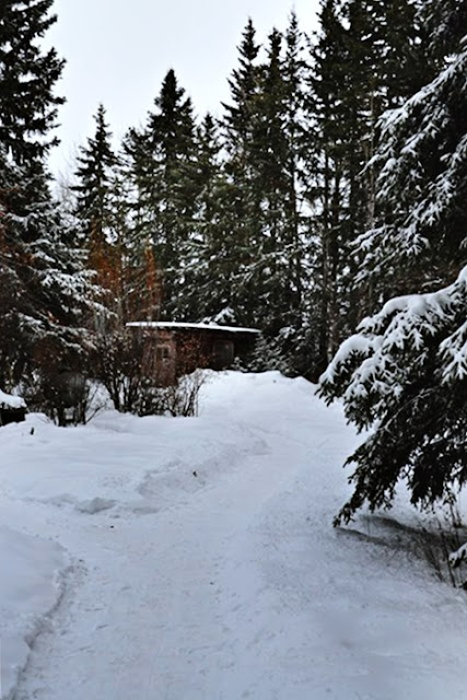 Central Alberta Boreal Mixed Woods shovelled path on the acreage from the bush toward the house