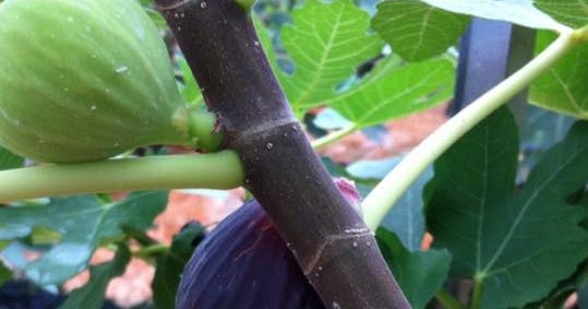  Figs  Photo Collection Around the World Texas Blue Giant Figs 