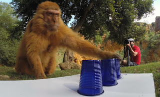 mono jugando al juego de los trileros con un vaso azul de plástico