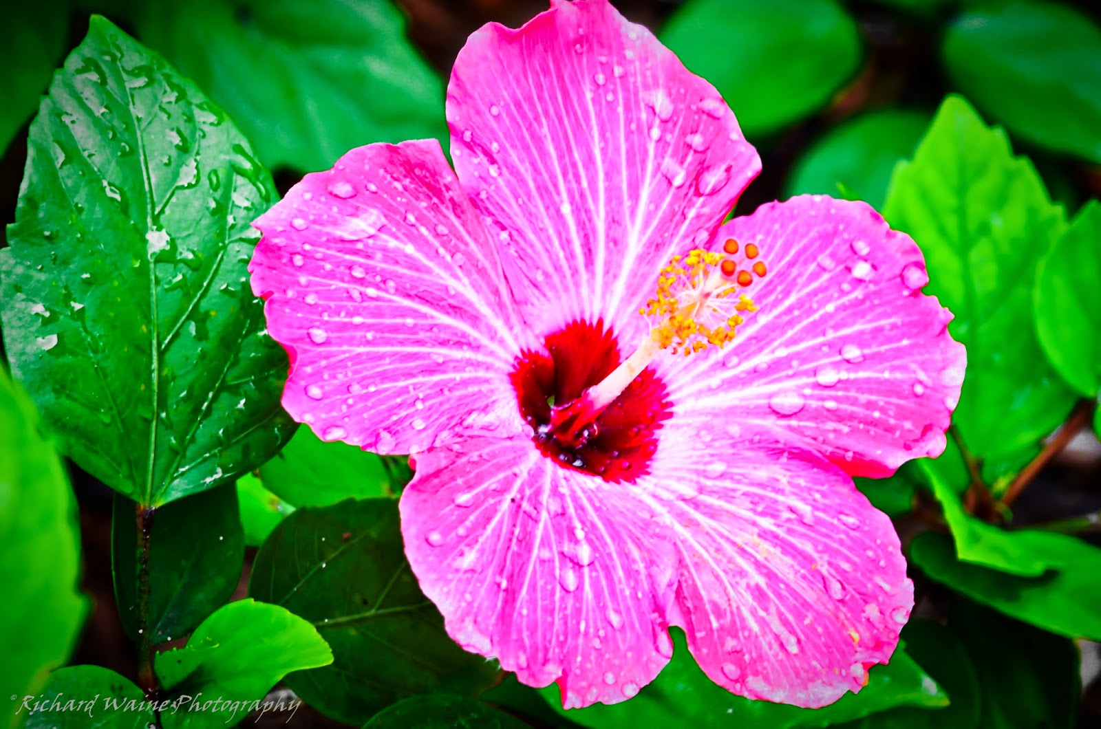Tropical_Flowers1234