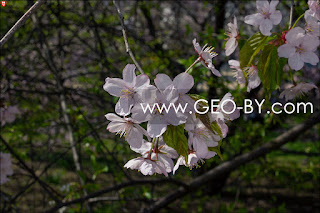 Minsk. Sendai Public Garden. Sakura blossom. Hanami
